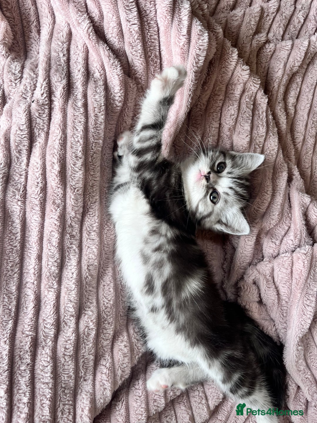 Persian cats for sale: Persian Kitten 2 - 1 Silver Doll Faced X Persian female  - Image 7