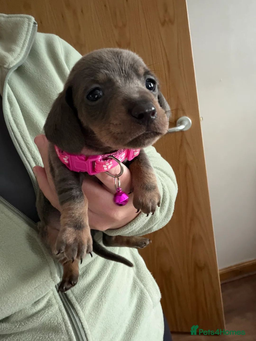 Dachshund dogs for sale: Beautiful dachshund puppies  - Advert 5