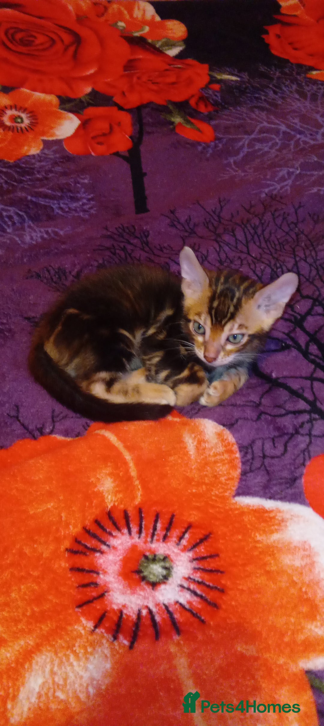 Bengal cats for sale: Pedigree Bengal Kittens - Image 31