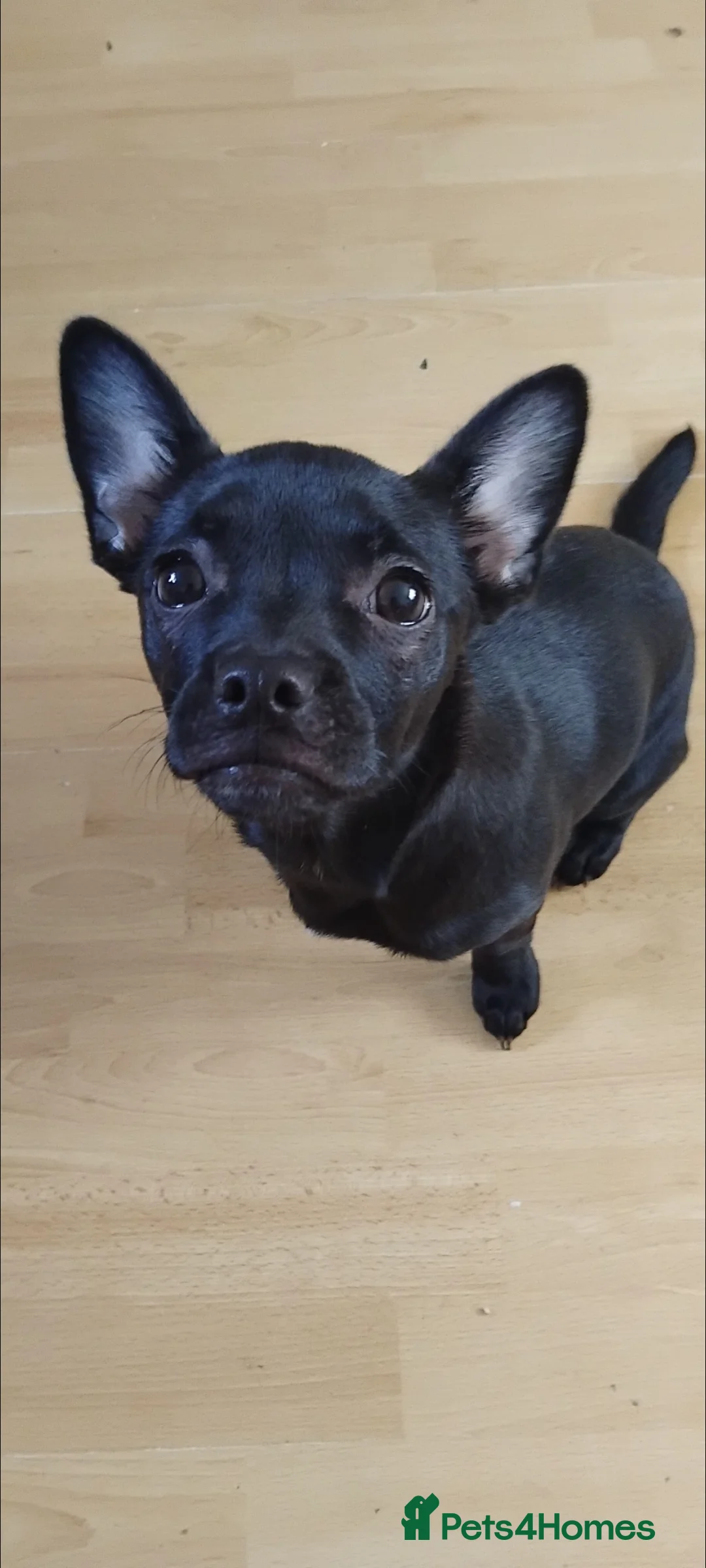 Mixed Breed dogs for sale: Bullhuhua for sale  - Advert 4