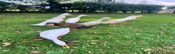 Ducks poultry for sale: White Indian Runner Drakes  - Advert 6