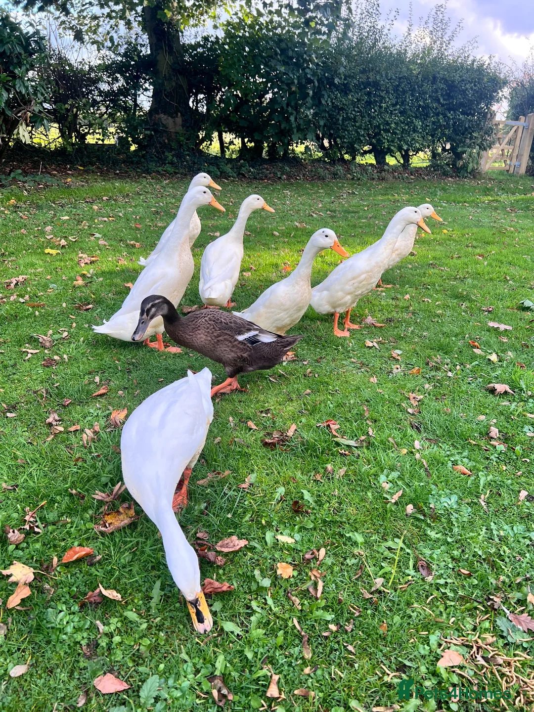 Ducks poultry for sale: White Indian Runner Drakes  - Advert 6