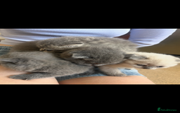 Scottish Fold cats for sale: Scottish fold kittens ready for reservation. - Image 1