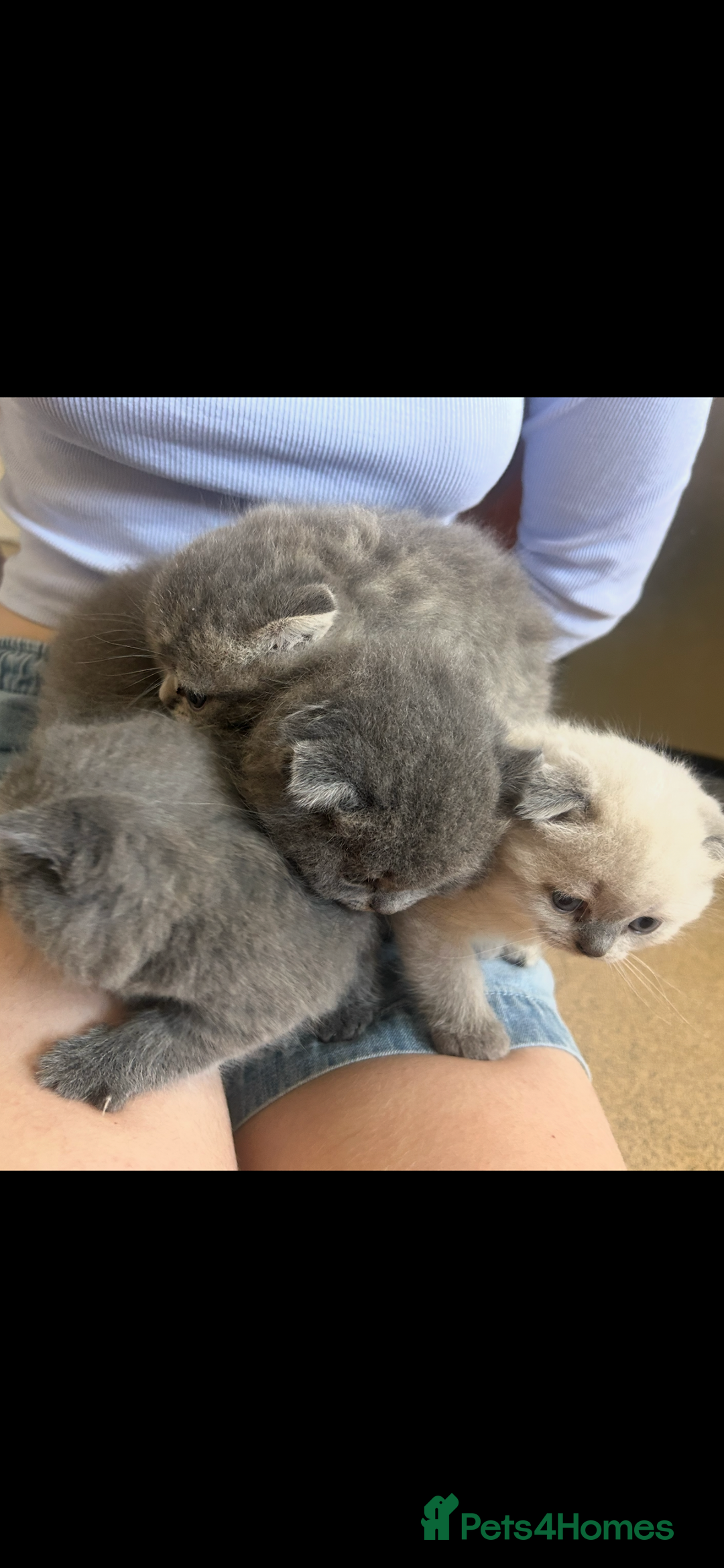 Scottish Fold cats for sale: Scottish fold kittens ready for reservation. - Image 1