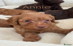 Cockapoo dogs for sale: Stunning Litter of 6 F1 Cockerpoo puppies  - Image 5