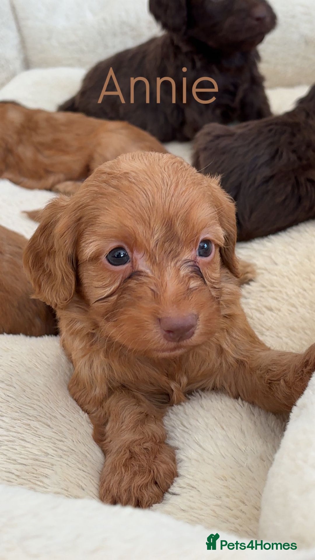 Cockapoo dogs for sale: Stunning Litter of 6 F1 Cockerpoo puppies  - Image 5