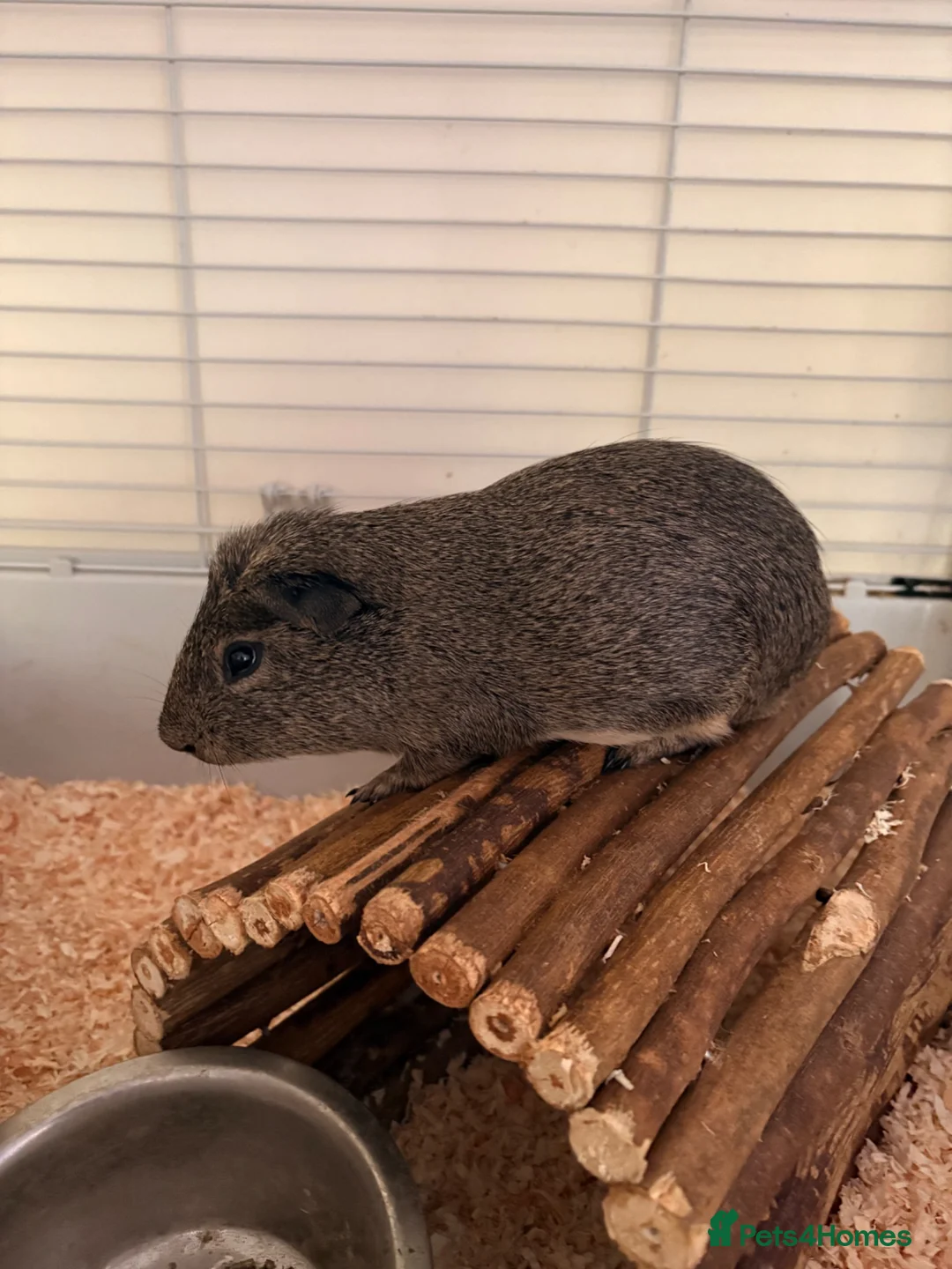 Guinea Pig rodents for sale: Lovely Guinea pigs  in Wallingford - Advert 6