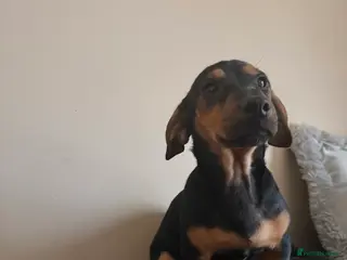 Jack Russell dogs LAST Jack Russell Puppy READY TO GO - Advert 11