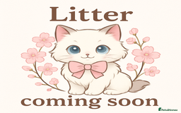 Ragdoll cats for sale: RAGDOLL KITTENS COMING SOON - Image 1