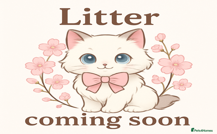 Ragdoll cats - Advert 16
