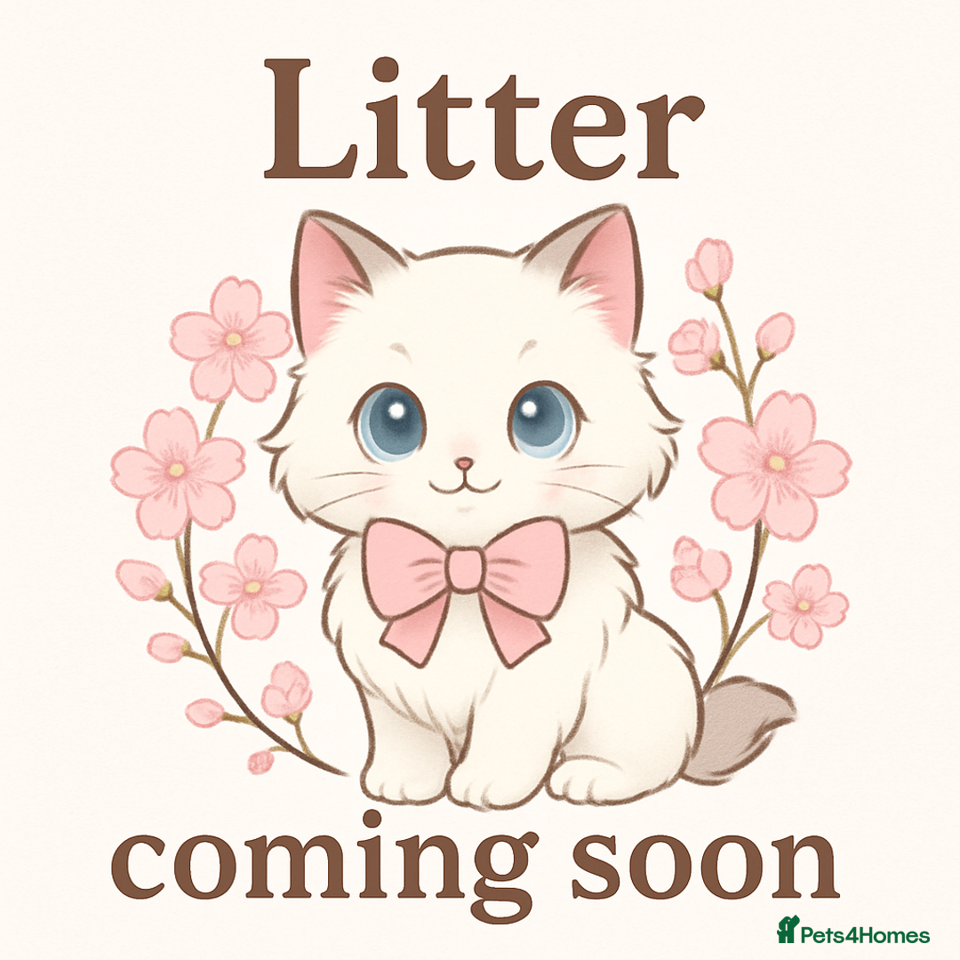 Ragdoll cats for sale: RAGDOLL KITTENS COMING SOON - Image 1