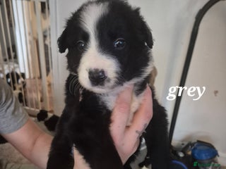 Border Collie dogs Border collie girl pup - Advert 7