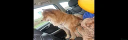 Mixed Breed dogs for sale: HONEY 2 YEARS OLD, BEAUTIFUL AND FRIENDLY. in Warrington - Advert 9
