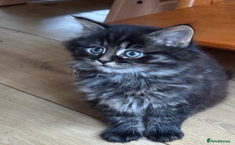 Mixed Breed cats - Advert 1