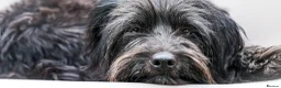 Mixed Breed dogs for adoption: Heavenly Heidi - Advert 6