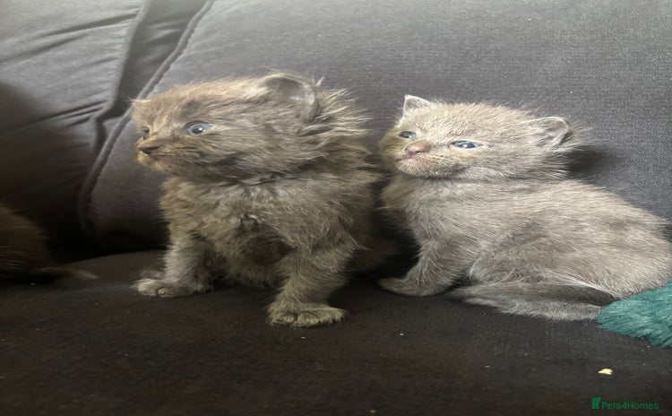 Ragdoll cats - Advert 4