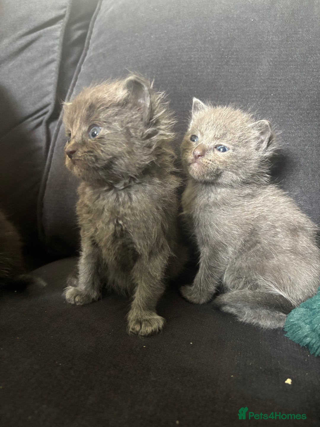 Ragdoll cats for sale: 5 Ragdoll cross babies available  - Image 1