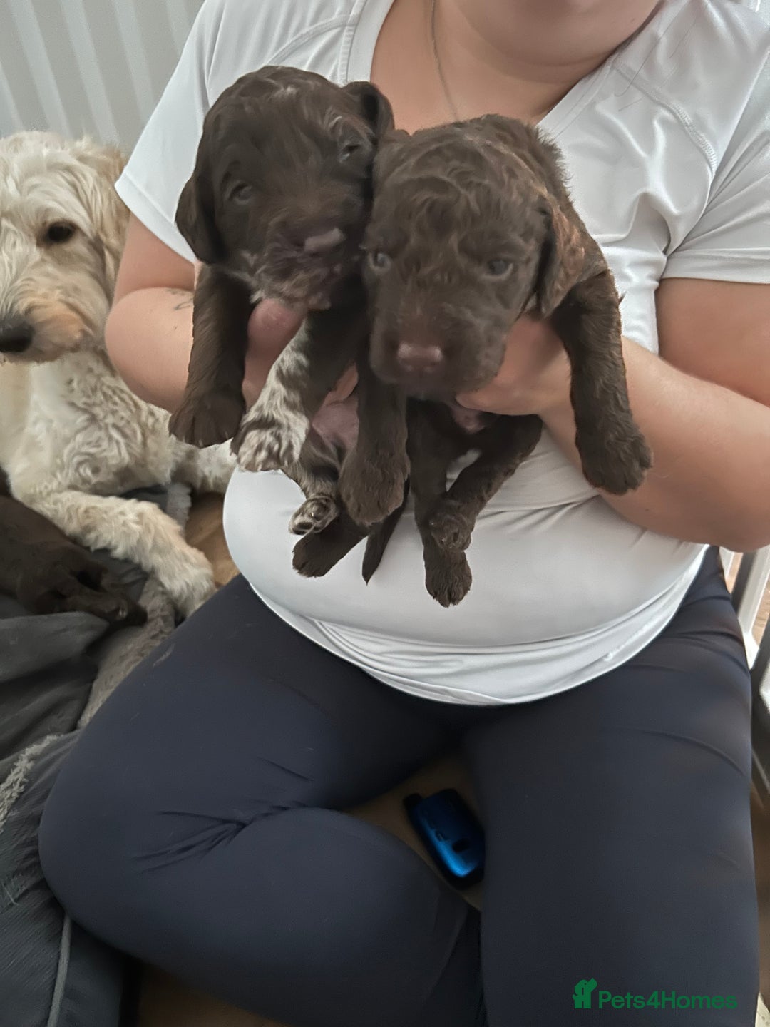 Mixed Breed dogs for sale: Double doodles  - Image 7
