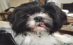 Shih Tzu dogs for sale: Female Shih Tzu - Image 3