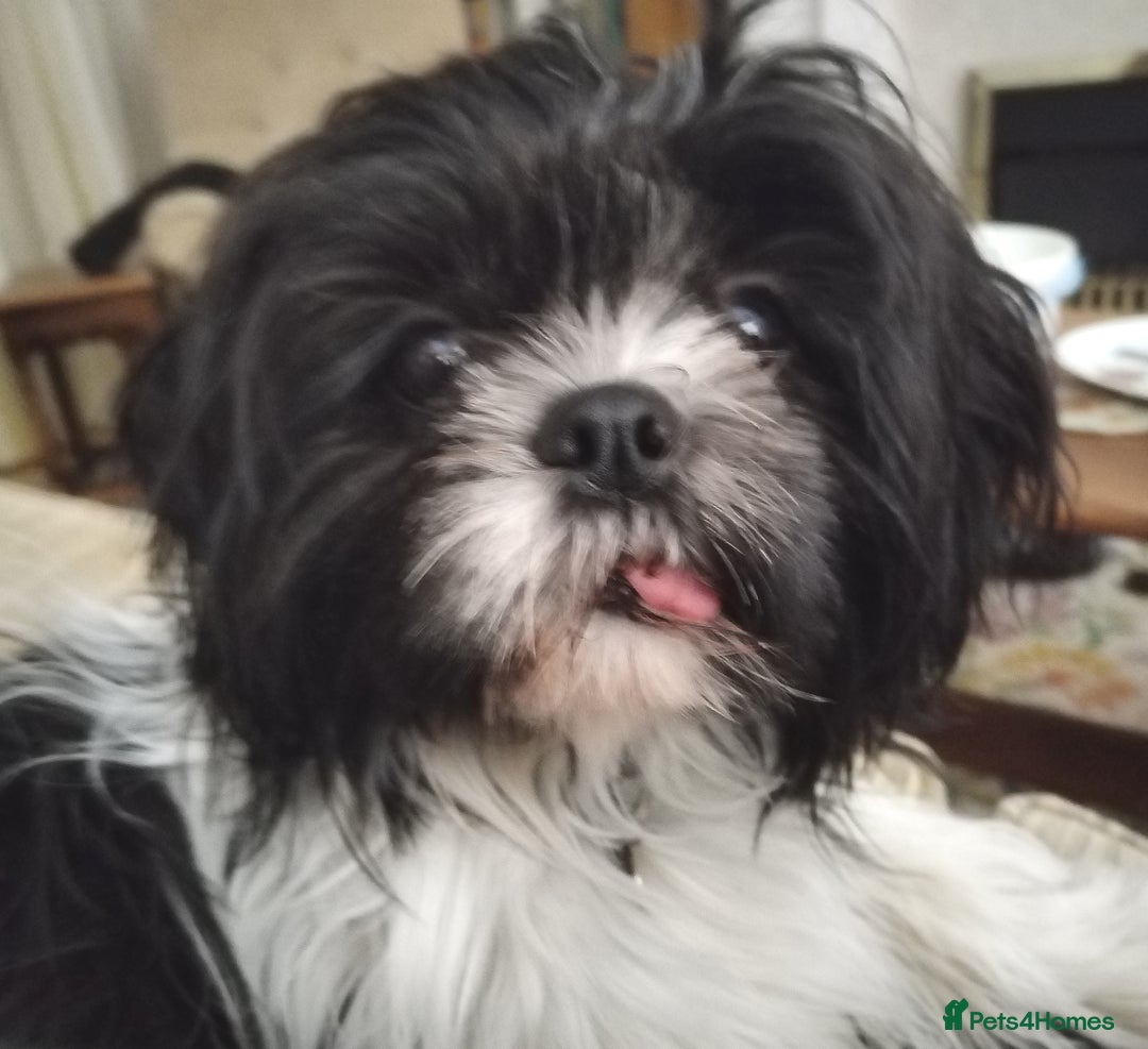 Shih Tzu dogs for sale: Female Shih Tzu - Image 3
