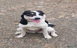 Border Collie dogs for sale: New loving home needed - Image 1