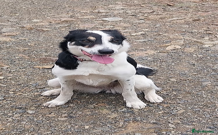 Border Collie dogs - Advert 2