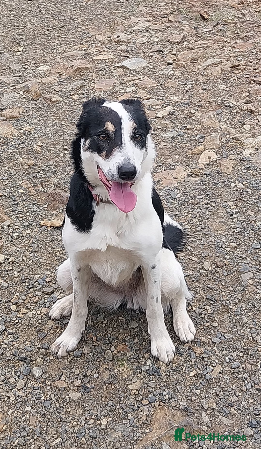 Border Collie dogs for sale: New loving home needed - Image 1