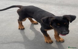 Mixed Breed dogs for adoption: Amelia, 8 months old, Available for adoption. - Advert 4