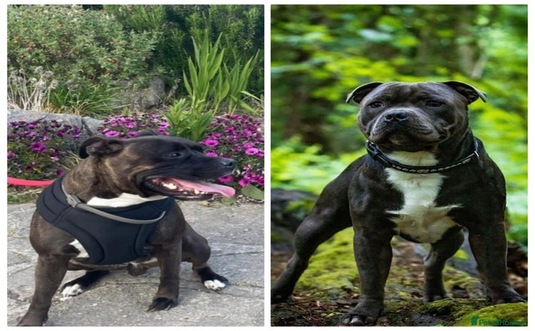 Staffordshire Bull Terrier dogs - Advert 2