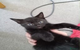 Domestic Shorthair cats for sale: 2 cute male kittens  - Image 6