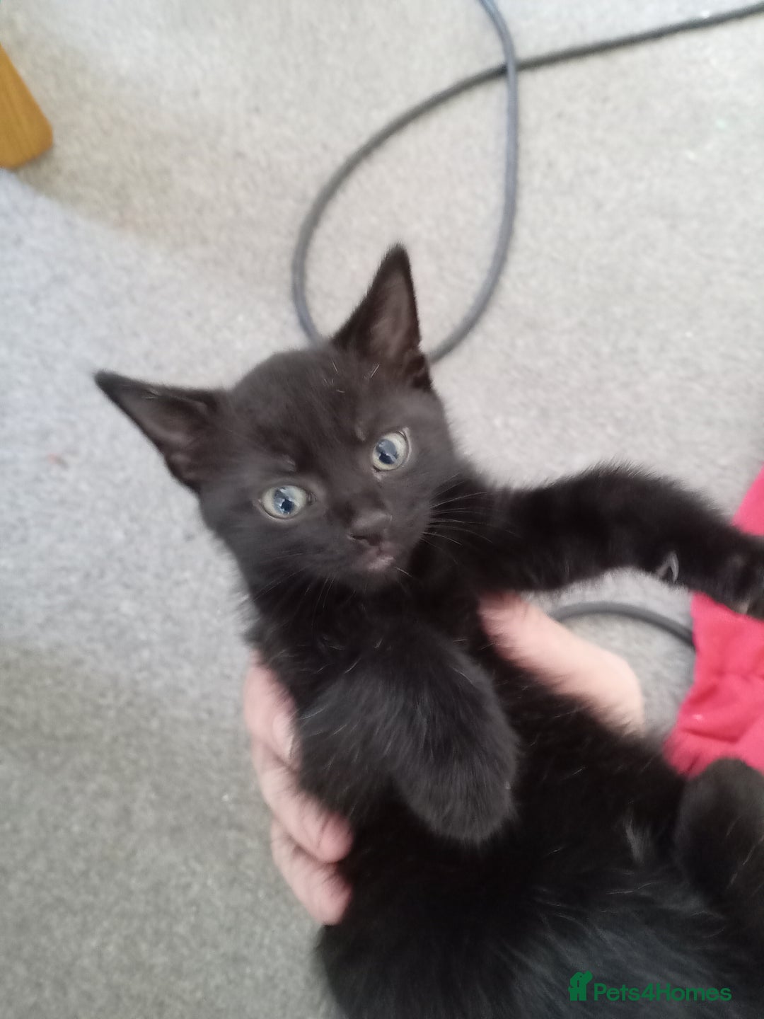 Domestic Shorthair cats for sale: 2 cute male kittens  - Image 6