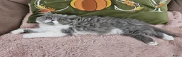 Persian cats for sale: Stuning Persian Girls - Advert 20
