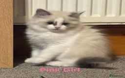 Ragdoll cats for sale: Ragdolls kittens- - Advert 12