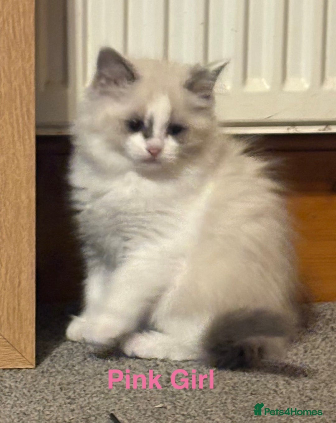 Ragdoll cats for sale: Ragdolls kittens- - Advert 12