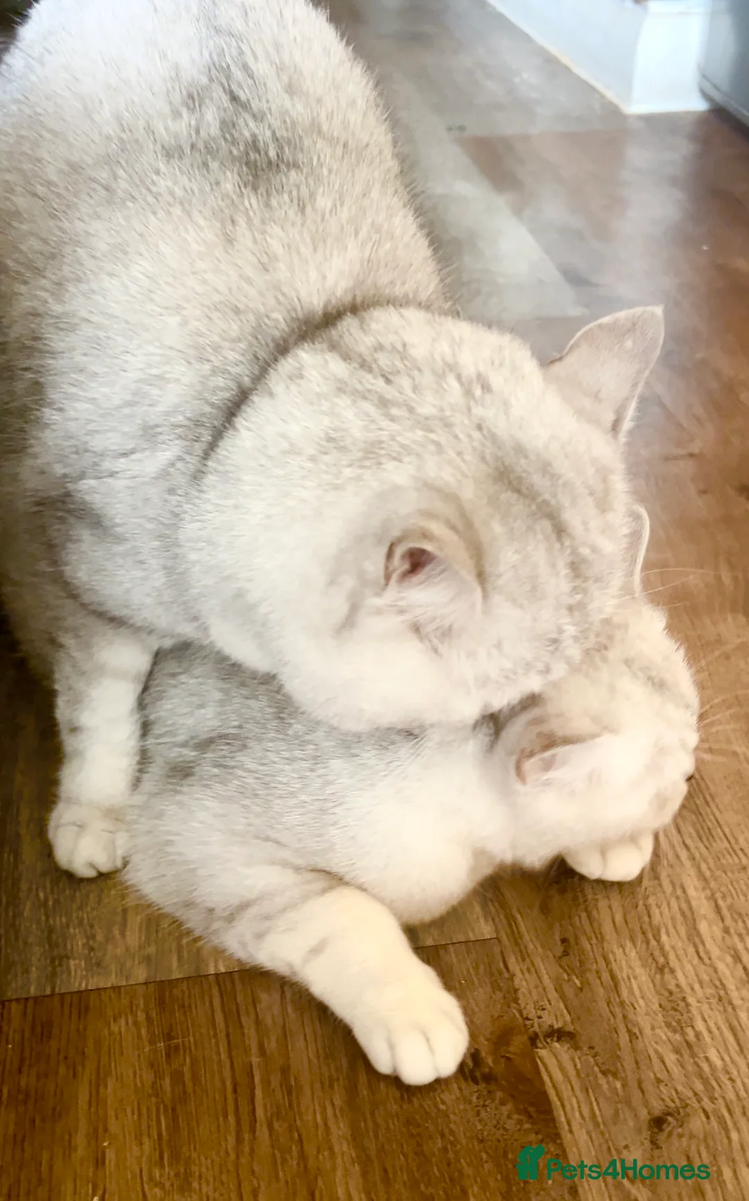 British Shorthair cats for stud: ACTIVE reg 𝑮𝑪𝑪𝑭/TICA BSH CHINCHILLA 🏆 in Ilford - Advert 10