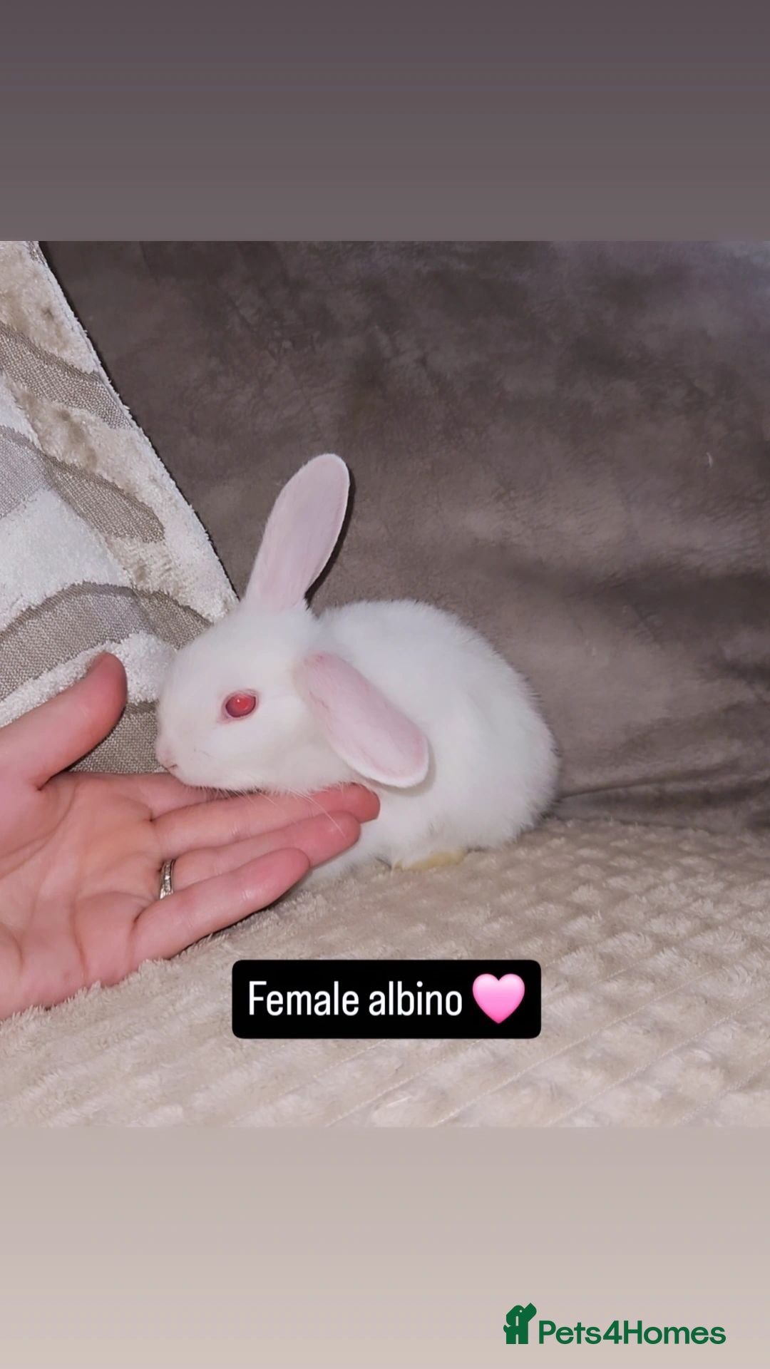 Mini Lop rabbits Mini lop bunnies - Advert 2