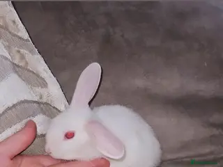 Mini Lop rabbits Mini lop bunnies - Advert 11