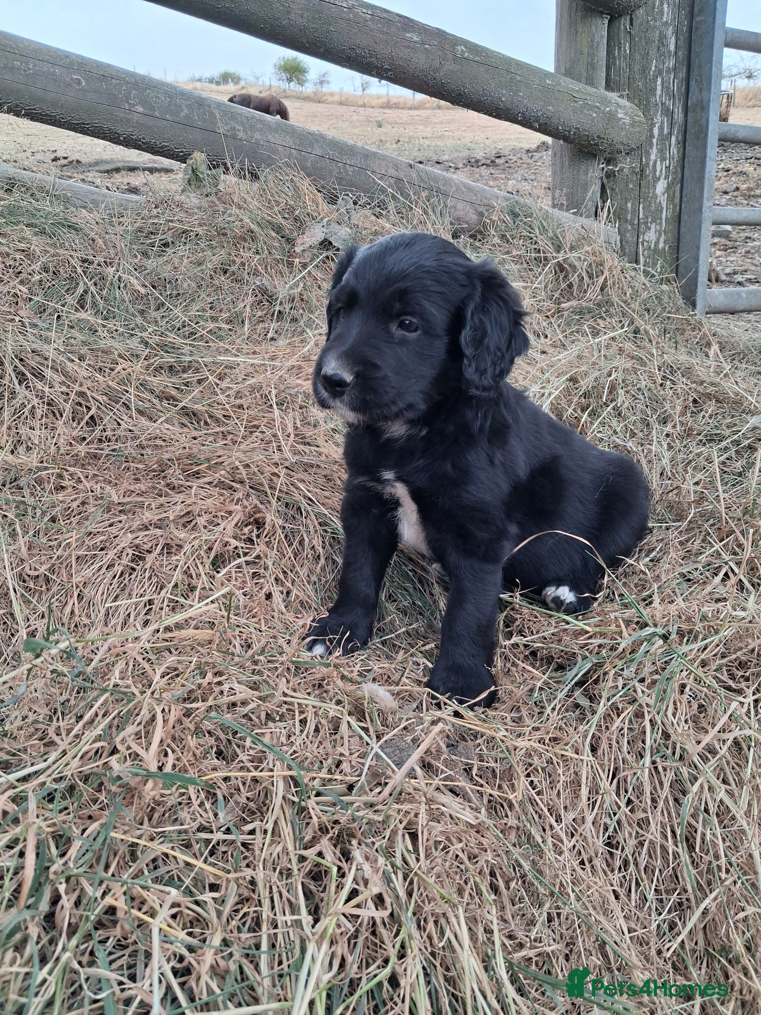 Mixed Breed dogs Beautiful puppies 🐶 😍  - Advert 2