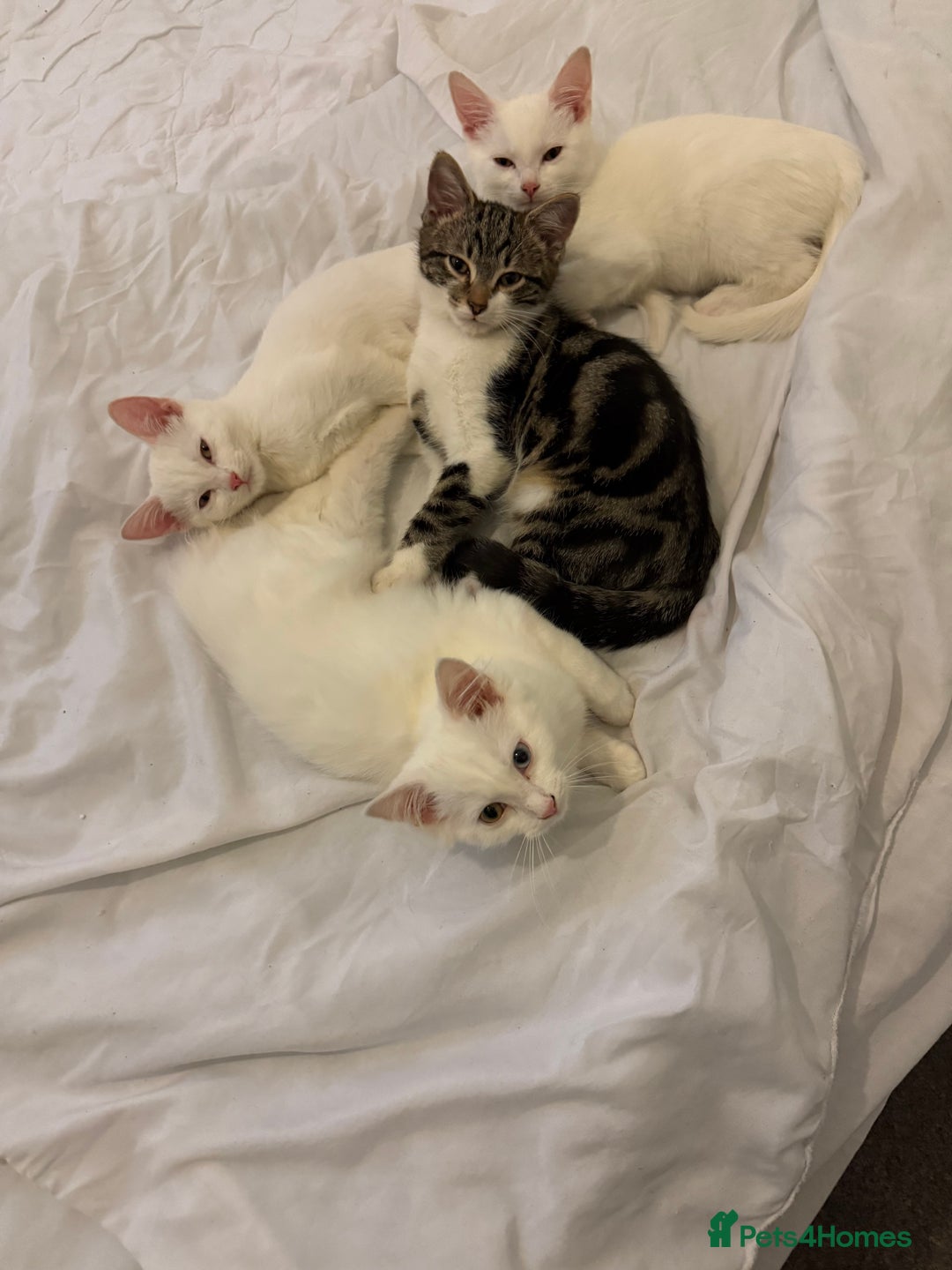 Turkish Angora cats for sale: Turkish Angora Kittens  - Advert 2