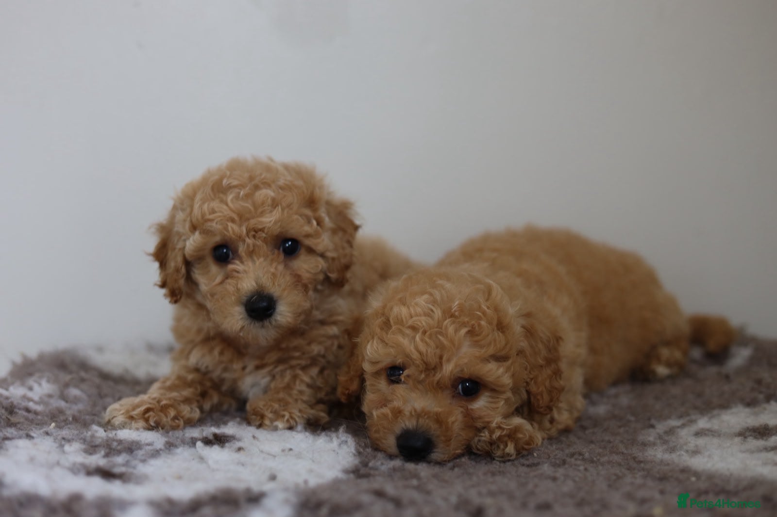 Cavapoo dogs Cavapoo Puppies  - Advert 8