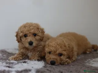 Cavapoo dogs Cavapoo Puppies - Advert 1