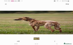 Lurcher dogs for sale: Lurcher pups for sale - Image 9