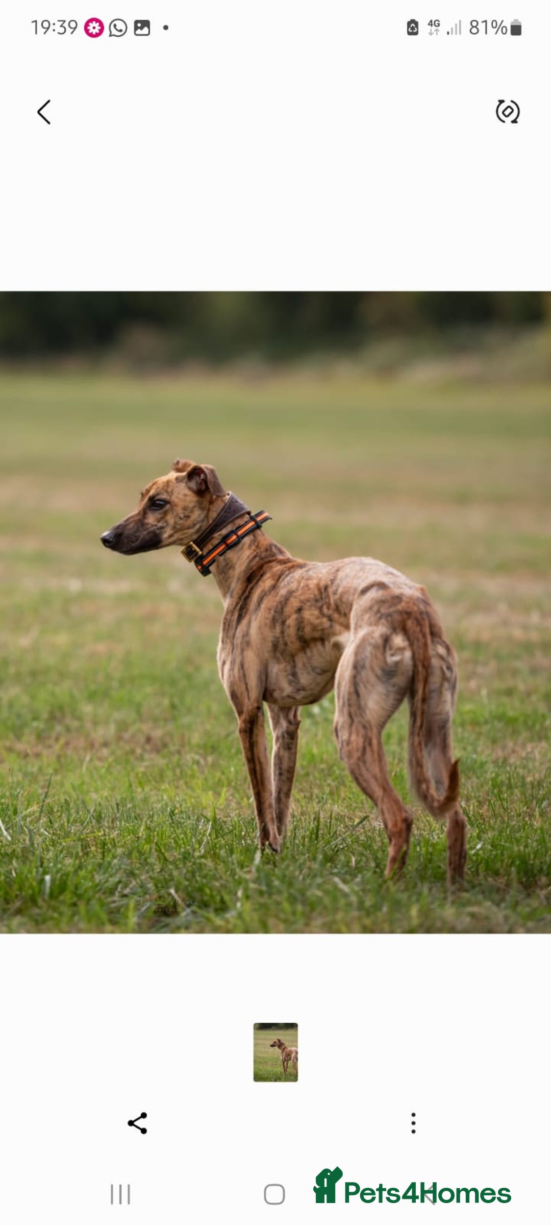 Lurcher dogs for sale: Lurcher pups for sale - Image 9