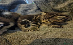 Russian Blue cats for sale: Russian blue mix - Image 11