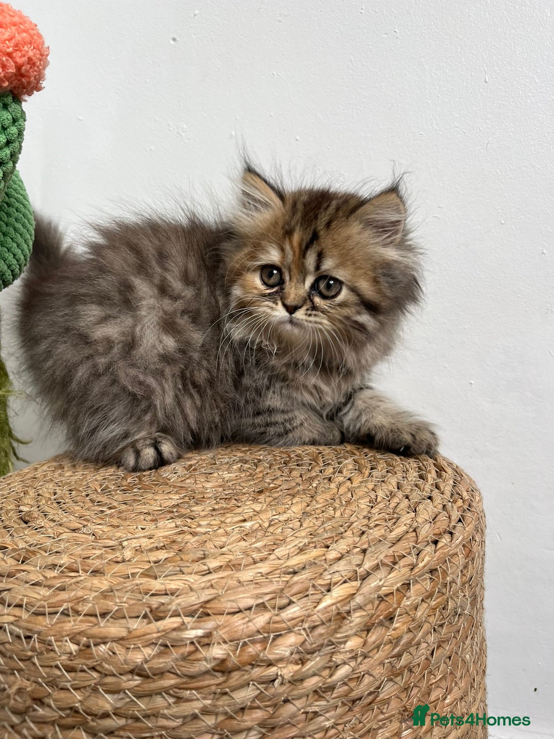 Persian cats for sale: Persian kittens for sale  - Image 10