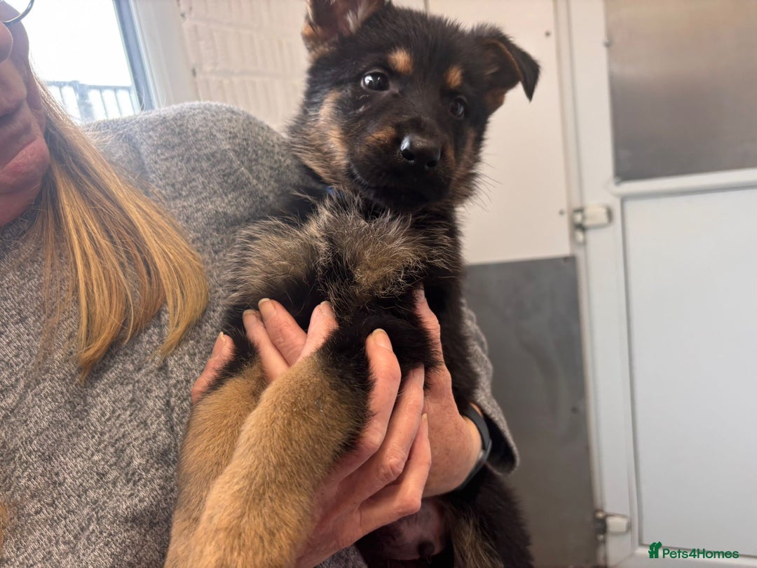 German Shepherd dogs for sale: Big beautiful big boned German Shepherd puppies - Image 3