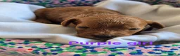 Cavapoo dogs for sale: 🐕Miniature Cavapoo F1b🐕 DNA tested - Advert 9
