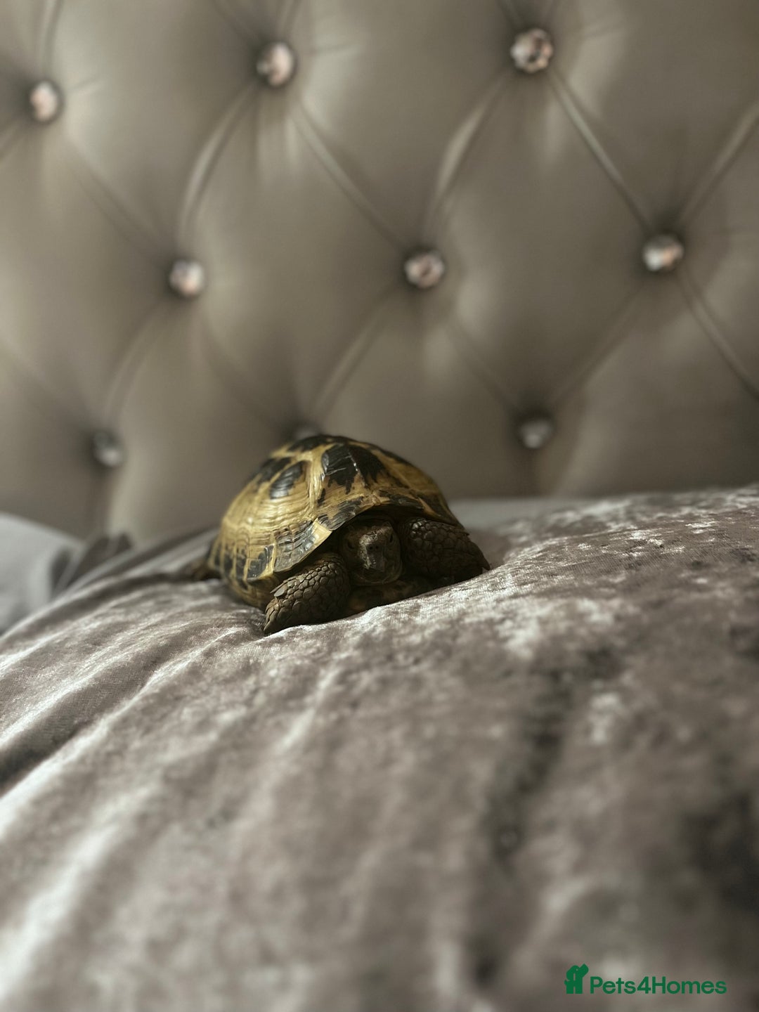 Tortoise reptiles for sale: Timmy the tortoise 🐢  - Image 4