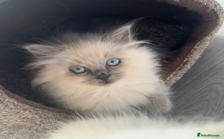 Ragdoll cats - Advert 12