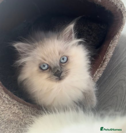 Ragdoll cats - Advert 12